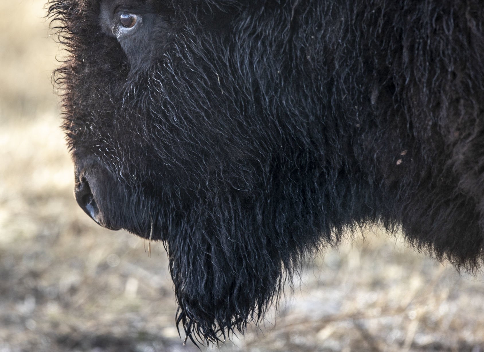 Custer State Park